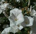 پیچک پیکانی